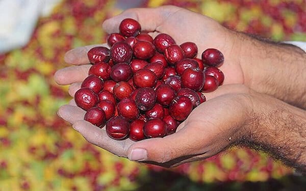 تصویر 1 از خرید عناب تازه مشهد + قیمت فروش استثنایی